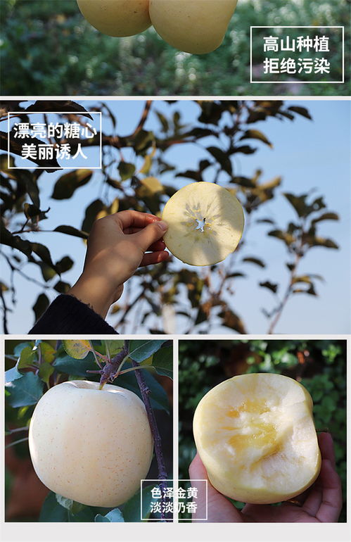 黄金奶油富士 当季新鲜抵达，品味山东苹果的甘甜与香醇